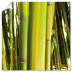 Bambu Phyllostachys